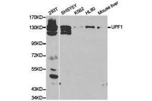 Western Blotting (WB) image for anti-UPF1 Regulator of Nonsense Transcripts Homolog (UPF1) antibody (ABIN1875284)