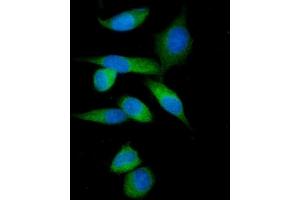 IF analysis of IMPDH1 using anti-IMPDH1 antibody (ABIN7599864). (IMPDH1 Antikörper  (AA 123-500))