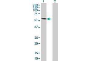 Western Blot analysis of KRT4 expression in transfected 293T cell line by KRT4 MaxPab polyclonal antibody.