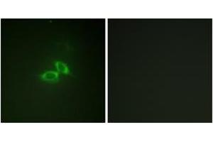 Immunofluorescence (IF) image for anti-Glutamate Receptor, Ionotropic, N-Methyl D-Aspartate 1 (GRIN1) (AA 856-905) antibody (ABIN2888740) (GRIN1/NMDAR1 Antikörper  (AA 856-905))