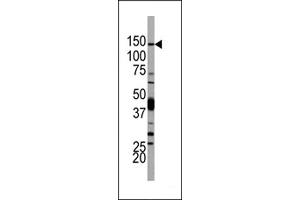 Western blot analysis of anti-PI3KCD Antibody (N-term) Pab ((ABIN392564 and ABIN2842107)) in 293 cell line lysates.