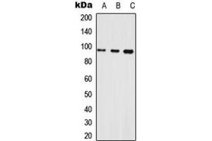 Western blot analysis of Neuroligin 1 expression in HEK293T (A), Raw264. (Neuroligin 1 Antikörper  (Center))