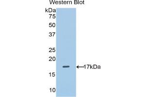 Western Blotting (WB) image for Solute Carrier Family 3 (Activators of Dibasic and Neutral Amino Acid Transport), Member 2 (SLC3A2) ELISA Kit (ABIN6720502)