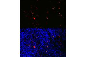 Immunofluorescence analysis of mouse spleen using RN Rabbit pAb (ABIN6131626, ABIN6146986, ABIN6146987 and ABIN6225283) at dilution of 1:100 (40x lens). (RNASE2 Antikörper  (AA 28-161))