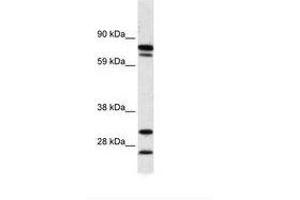 Image no. 1 for anti-Zinc Finger Protein 606 (ZNF606) (AA 38-87) antibody (ABIN6736011) (ZNF606 Antikörper  (AA 38-87))