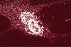 Immunofluorescence staining of WI-38 cells (human lung fibroblasts, ATCC CCL-75). (APBA3 Antikörper  (AA 63-185))