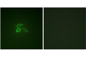 Immunofluorescence staining of methanol-fixed HepG2 cells using CD227/MUC1 (Phospho-Tyr1229) Antibody. (MUC1 Antikörper  (pTyr1229))
