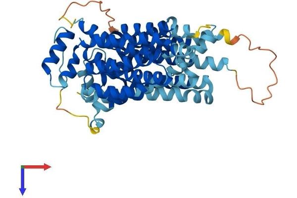 SLC2A8 Protein (AA 1-477) (His tag)