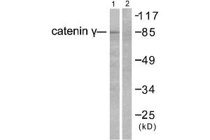 Western Blotting (WB) image for anti-Junction Plakoglobin (JUP) (C-Term) antibody (ABIN1848448) (JUP Antikörper  (C-Term))