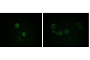 Immunofluorescence analysis of methanol-fixed L-02 (left) and Cos7 (right) cells using ApoM antibody showing cytoplasmic and membrane localization. (Apolipoprotein M Antikörper)