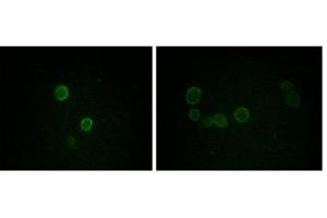 Immunofluorescence analysis of methanol-fixed L-02 (left) and Cos7 (right) cells using ApoM antibody showing cytoplasmic and membrane localization.