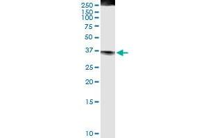 Immunoprecipitation of FASLG transfected lysate using anti-FASLG MaxPab rabbit polyclonal antibody and Protein A Magnetic Bead , and immunoblotted with FASLG MaxPab mouse polyclonal antibody (B01) . (FASL Antikörper  (AA 1-281))