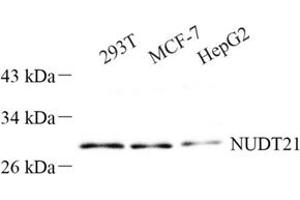 Western blot analysis of NUDT21 (ABIN7074927) at dilution of 1: 500