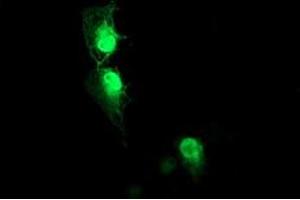Anti-AIPL1 mouse monoclonal antibody (ABIN2455133) immunofluorescent staining of COS7 cells transiently transfected by pCMV6-ENTRY AIPL1 (RC204079).