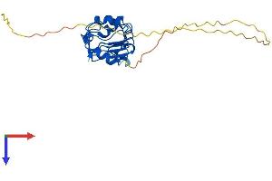 PHAP1 Protein (AA 1-249) (His tag)