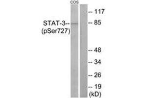 Western blot analysis of extracts from COS7 cells, using STAT3 (Phospho-Ser727) Antibody.