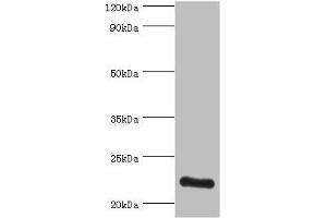 Western blot All lanes: ATP5O antibody at 3 μg/mL + HepG2 whole cell lysate Secondary Goat polyclonal to rabbit IgG at 1/10000 dilution Predicted band size: 23 kDa Observed band size: 23 kDa (ATP5O Antikörper  (AA 24-213))