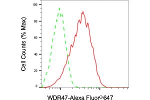Flow cytometric analysis of WDR47 expression in HaCaT cells using WDR47 antibody (ABIN7800854), 1:2,000). (WDR47 Antikörper)