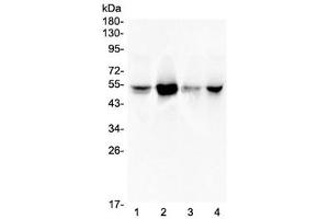 Western blot testing of human 1) A549, 2) Jurkat, 3) HeLa and 4) PANC-1 lysate with RbAp48 antibody at 0. (RBBP4 / RbAp48 / NURF55 Antikörper)
