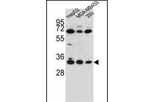 OR2T3 Antibody (C-term) (ABIN655863 and ABIN2845270) western blot analysis in HepG2,MDA-M,293 cell line lysates (35 μg/lane). (OR2T3 Antikörper  (C-Term))