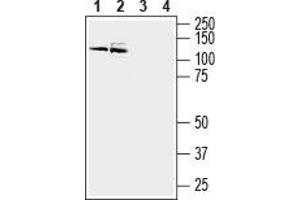 Western blot analysis of mouse (lanes 1 and 3) and rat (lanes 2 and 4) brain membranes: - 1,2. (ATP2B3 Antikörper  (Intracellular, N-Term))