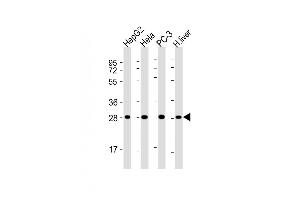 All lanes : Anti-PS Antibody at 1:4000 dilution Lane 1: HepG2 whole cell lysate Lane 2: Hela whole cell lysate Lane 3: PC-3 whole cell lysate Lane 4: human liver lysate Lysates/proteins at 20 μg per lane. (PSMA5 Antikörper  (AA 1-241))