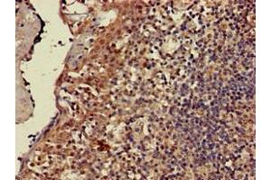 Immunohistochemistry of paraffin-embedded human tonsil tissue using ABIN7171394 at dilution of 1:100