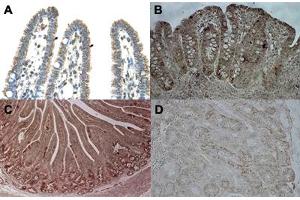 Immunohistochemical staining (Formalin-fixed paraffin-embedded sections) of human intestine (A), pig ileum (B), pig duodenum (C) and pig kidney (D) with CPS1 polyclonal antibody . (CPS1 Antikörper  (Internal Region))