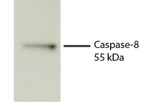 Total cell lysates from Jurkat cells were incubated with STS, resolved by electrophoresis, transferred to PVDF membrane, and probed with Rat Anti-Human Caspase-8-UNLB secondary antibody and chemiluminescent detection. (Caspase 8 Antikörper)