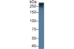 Rabbit Capture antibody from the kit in WB with Positive Control: Sample Rat Lung lysate. (Fibrillin 1 ELISA Kit)