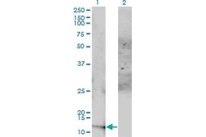 Western Blot analysis of ACYP1 expression in transfected 293T cell line by ACYP1 monoclonal antibody (M01), clone 1B2-3A2. (ACYP1 Antikörper  (AA 1-99))
