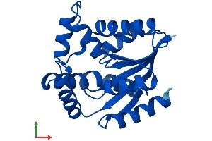 Protein Structure (PS) image for Cytidine Monophosphate (UMP-CMP) Kinase 1, Cytosolic (CMPK1) (AA 1-196) protein (His tag) (ABIN7561293)