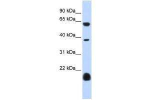 Western Blotting (WB) image for anti-Serotonin Receptor 3E (HTR3E) antibody (ABIN2458154) (HTR3E Antikörper)