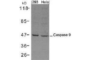 Western blot analysis of extracts from 293 and Hela cells using Caspase 9. (Caspase 9 Antikörper  (AA 301-305))