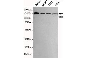 Western blot detection of Eg5 in MCF7,293T,Jurkat and Hela cell lysates using Eg5 mouse mAb (1:1000 diluted). (KIF11 Antikörper)
