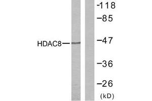 Western blot analysis of the extracts from NIH/3T3 cells using HDAC8 (Ab-39) antibody (E021143). (HDAC8 Antikörper)