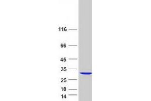 Western Blotting (WB) image for Eukaryotic Translation Initiation Factor 4H (EIF4H) (Transcript Variant 2) protein (Myc-DYKDDDDK Tag) (ABIN2720104)