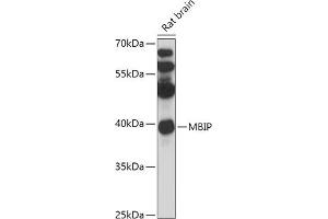 Western blot analysis of extracts of Rat brain, using MBIP antibody (ABIN7268400) at 1:1000 dilution. (MBIP Antikörper  (AA 1-344))