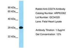 Image no. 1 for anti-CD274 (PD-L1) (C-Term) antibody (ABIN6749975) (PD-L1 Antikörper  (C-Term))