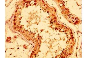 IHC image of ABIN7142343 diluted at 1:400 and staining in paraffin-embedded human testis tissue performed on a Leica BondTM system. (ERI1 Antikörper  (AA 2-66))