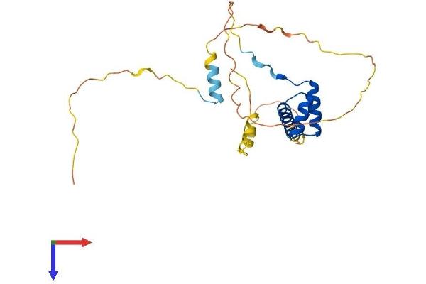 NKX3-1 Protein (AA 1-237) (His tag)