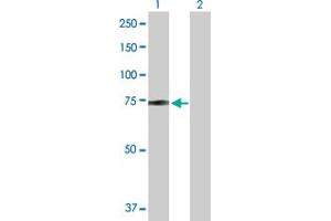 Western Blot analysis of ZBED5 expression in transfected 293T cell line by ZBED5 MaxPab polyclonal antibody. (ZBED5 Antikörper  (AA 1-693))