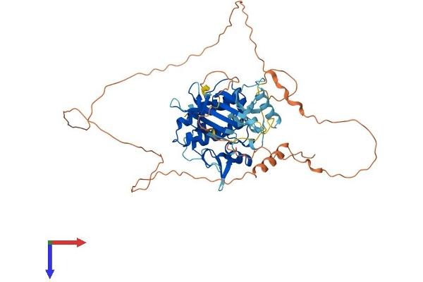 STK35 Protein (AA 1-539) (His tag)