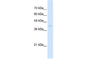 Western Blot showing Arrestin B2 antibody used at a concentration of 1 ug/ml against HepG2 Cell Lysate (Arrestin 3 Antikörper  (Middle Region))