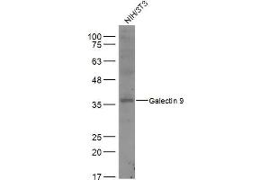 NIH/3T3 lysates probed with Galectin 9 Polyclonal Antibody, Unconjugated  at 1:500 dilution and 4˚C overnight incubation.