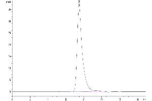 Size-exclusion chromatography-High Pressure Liquid Chromatography (SEC-HPLC) image for CD2 (CD2) (AA 25-209) protein (His tag) (ABIN7274105)