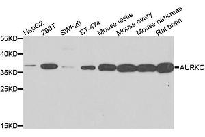Western blot analysis of extracts of various cells, using AURKC antibody. (Aurora Kinase C Antikörper)