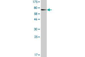 Western Blot detection against Immunogen (74. (BAG5 Antikörper  (AA 1-447))