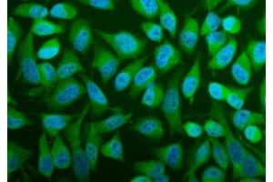 IF analysis of PFAS using anti-PFAS antibody (ABIN7601361). (PFAS Antikörper  (AA 330-569))