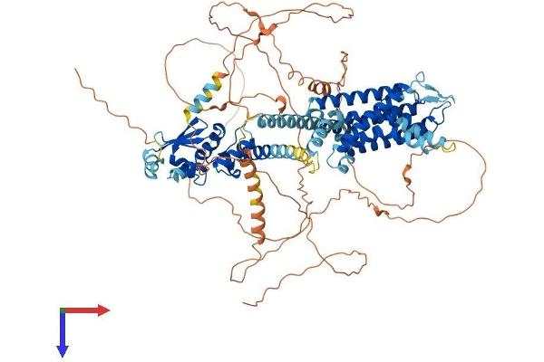 Kv2.1/KCNB1 Protein (AA 1-858) (His tag)